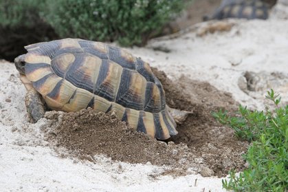 Testudo Marginata fängt mit dem ausbuddeln des Lochs an