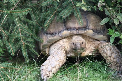Spornschildkröte "Rambo" versteckt unter der Tanne