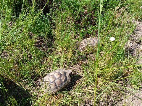 Breitrandschildkröte Testudo marginata aus 2019