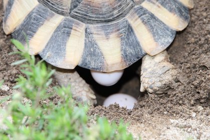 Testudo Marginata lässt die Eier ins gebuddelte Loch fallen
