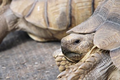 Spornschildkröte "Jana"
