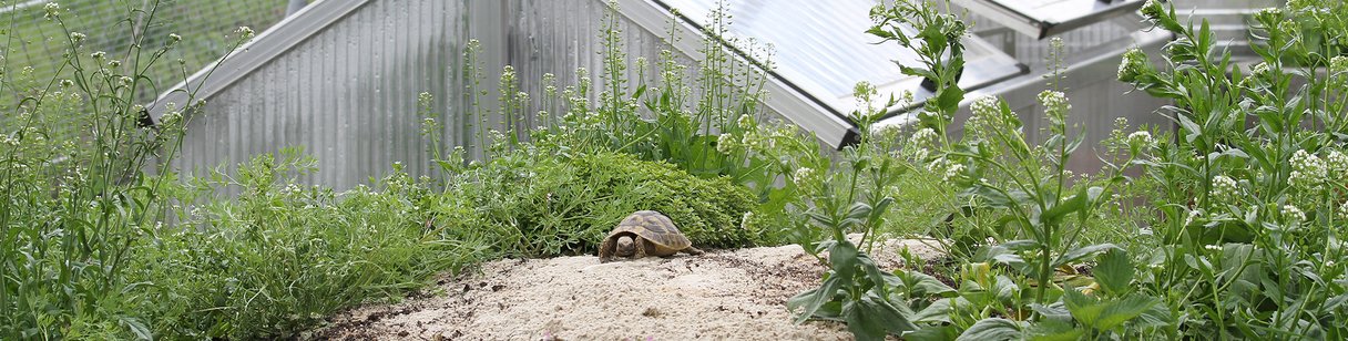Schildkröte erkundet das Gehege