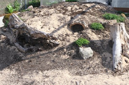 Gehege für Landschildkröten, die ersten Bodendecker sind gesetzt