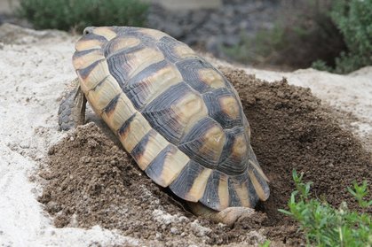 Testudo Marginata bei der Eiablage