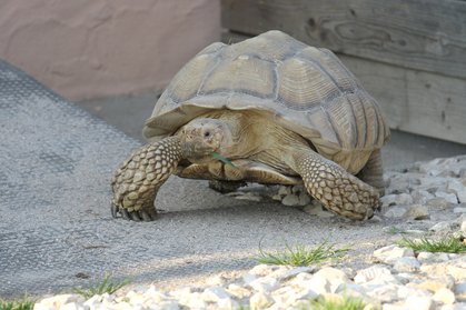 Spornschildkröte "Franzl"