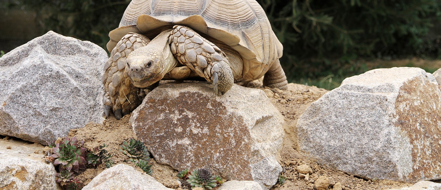 Spornschildkröte beim erkunden eines Hügels